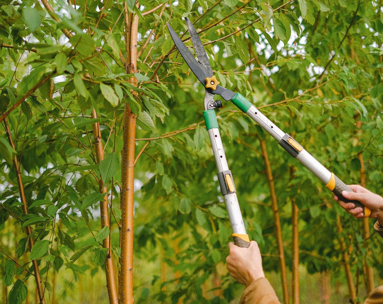 Side view of farmer with pruning shear trimming branches of tree with green leaves in orchard